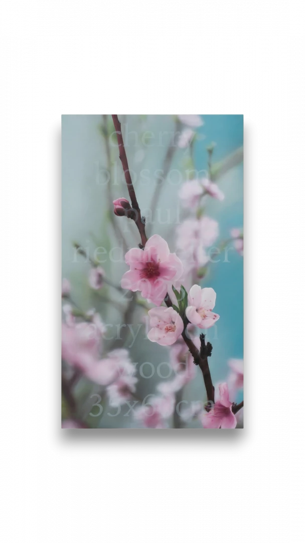 cherry blossom